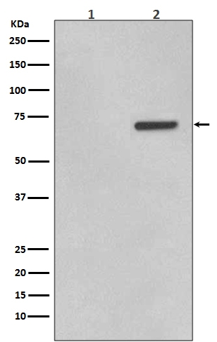 1 - Anti-Phospho-ATF2 (T71) Rabbit Monoclonal Antibody ABO13114