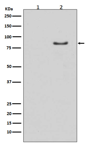 1 - Anti-Phospho-HSL (S853) LIPE Rabbit Monoclonal Antibody ABO13117