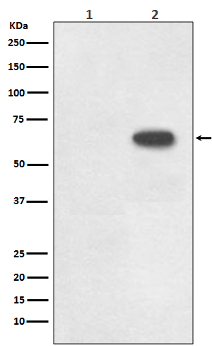 1 - Anti-Phospho-Cdc6 (S54) Rabbit Monoclonal Antibody ABO13119