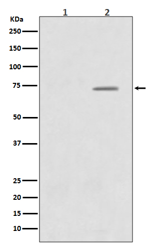1 - Anti-Phospho-Raf1 (S43) Rabbit Monoclonal Antibody ABO13120