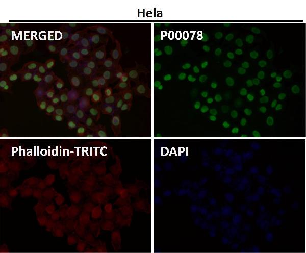 1 - Anti-Phospho-Nrf2 (S40) NFE2L2 Rabbit Monoclonal Antibody ABO13121