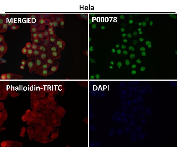 1 - Anti-Phospho-Nrf2 (S40) NFE2L2 Rabbit Monoclonal Antibody ABO13121