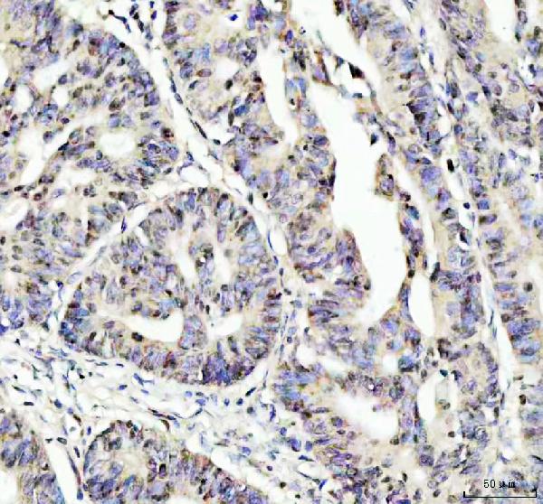 2 - Anti-Phospho-Nrf2 (S40) NFE2L2 Rabbit Monoclonal Antibody ABO13121