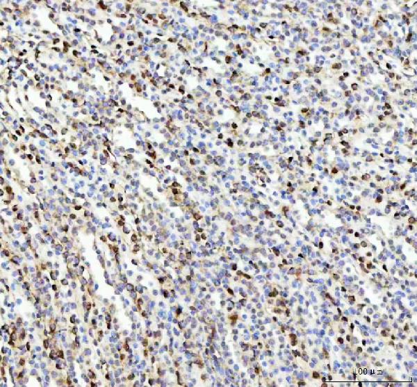 2 - Anti-Phospho-Nrf2 (S40) NFE2L2 Rabbit Monoclonal Antibody ABO13121