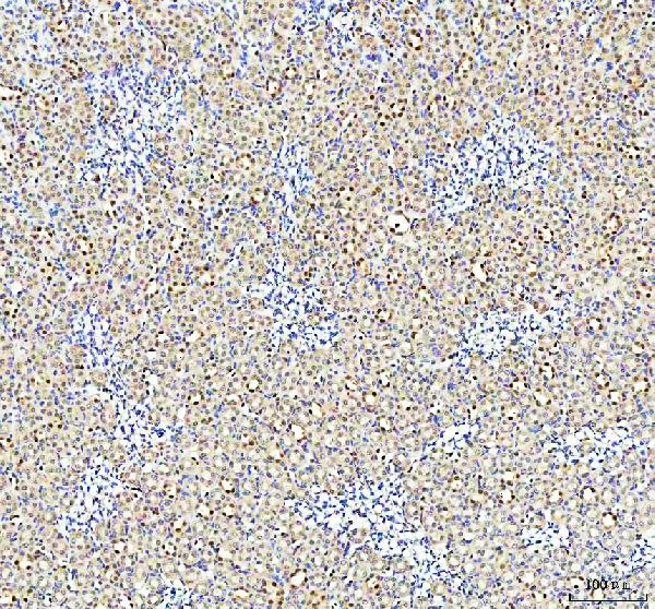 2 - Anti-Phospho-Nrf2 (S40) NFE2L2 Rabbit Monoclonal Antibody ABO13121
