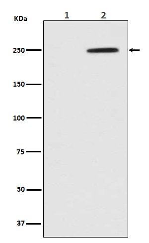 1 - Anti-Phospho-GCN2 (T899) EIF2AK4 Rabbit Monoclonal Antibody ABO13124