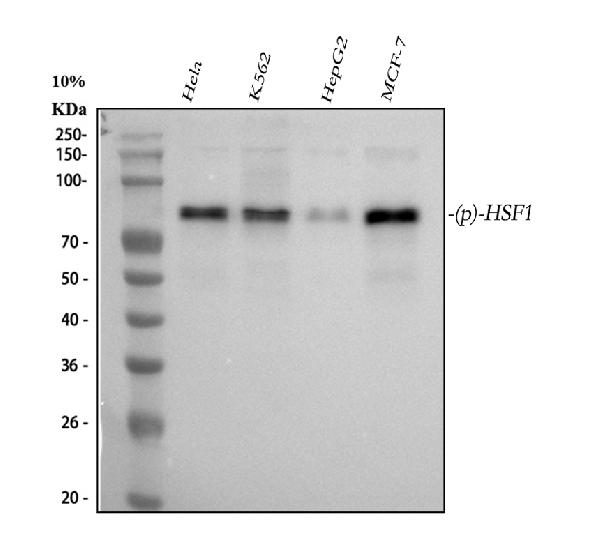 1 - Anti-Phospho-HSF1 (S326) Rabbit Monoclonal Antibody ABO13126