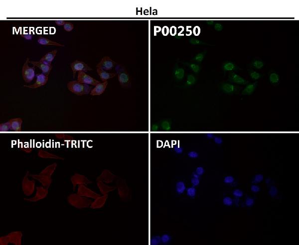 1 - Anti-Phospho-HSF1 (S326) Rabbit Monoclonal Antibody ABO13126