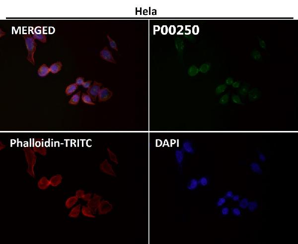 1 - Anti-Phospho-HSF1 (S326) Rabbit Monoclonal Antibody ABO13126