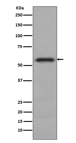 1 - Anti-Phospho-c-Myc (S62) Rabbit Monoclonal Antibody ABO13127