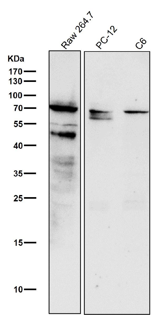 1 - Anti-Phospho-c-Myc (S62) Rabbit Monoclonal Antibody ABO13127