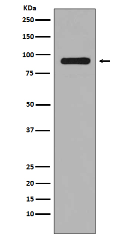 1 - Anti-Phospho-RSK1 (S380) RPS6KA1 Rabbit Monoclonal Antibody ABO13128
