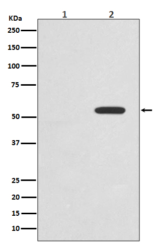 1 - Anti-Phospho-c-Myc (T58) Rabbit Monoclonal Antibody ABO13131