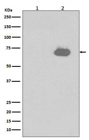 1 - Anti-Phospho-SHP2 (Y542) PTPN11 Rabbit Monoclonal Antibody ABO13132
