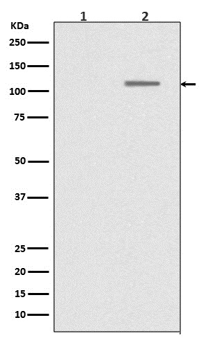 1 - Anti-Phospho-SIRT1 (S47) Rabbit Monoclonal Antibody ABO13133