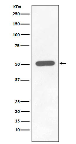 1 - Anti-Phospho-Chk1 (S296) CHEK1 Rabbit Monoclonal Antibody ABO13134