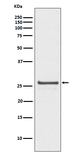 1 - Anti-Phospho-Hsp27 (S82) HSPB1 Rabbit Monoclonal Antibody ABO13135