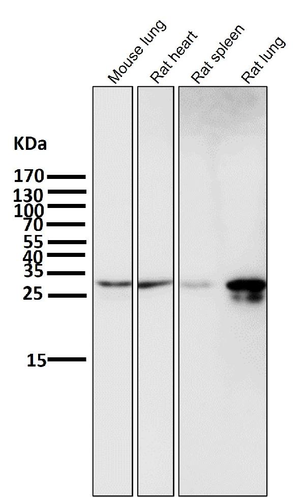 1 - Anti-Phospho-Hsp27 (S82) HSPB1 Rabbit Monoclonal Antibody ABO13135