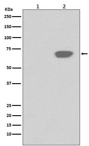 1 - Anti-Phospho-PLK1 (T210) Rabbit Monoclonal Antibody ABO13138