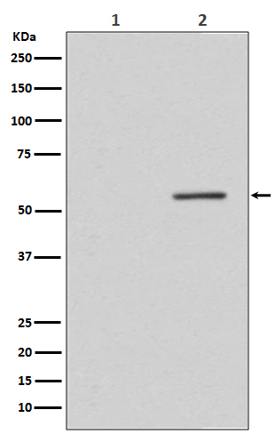 1 - Anti-Phospho-PTEN (S380) Rabbit Monoclonal Antibody ABO13139