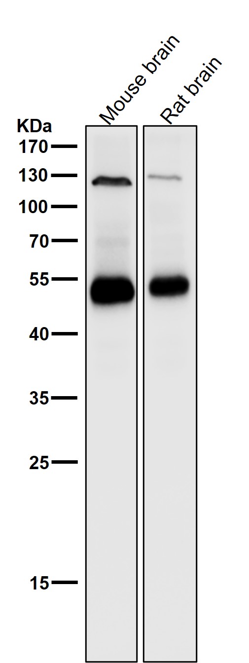 1 - Anti-Phospho-PTEN (S380) Rabbit Monoclonal Antibody ABO13139