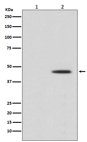 1 - Anti-Phospho-MEK1 (S298) MAP2K1 Rabbit Monoclonal Antibody ABO13140