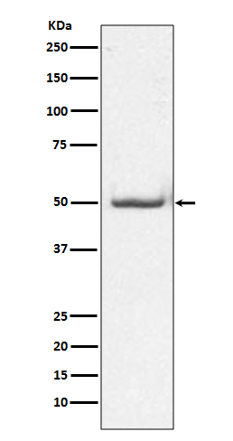 1 - Anti-Phospho-c-Jun (T91) Rabbit Monoclonal Antibody ABO13142