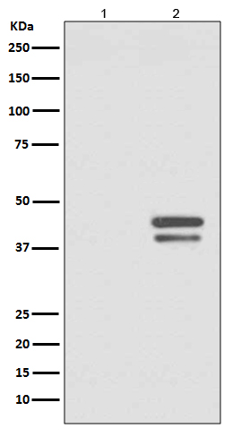 1 - Anti-Phospho-JunD (S255) Rabbit Monoclonal Antibody ABO13144