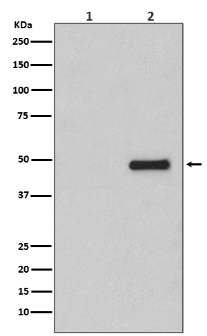 1 - Anti-Phospho-CDC37 (S13) Rabbit Monoclonal Antibody ABO13147