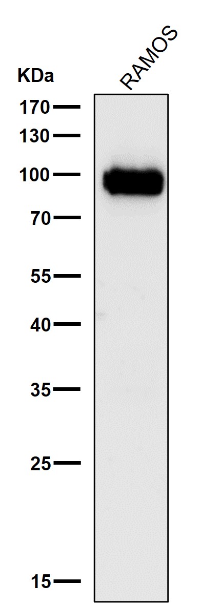 1 - Anti-Phospho-CDC37 (S13) Rabbit Monoclonal Antibody ABO13147