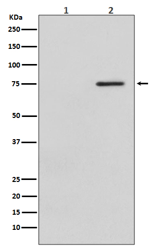 1 - Anti-Phospho-Raf1 (S621) Rabbit Monoclonal Antibody ABO13148