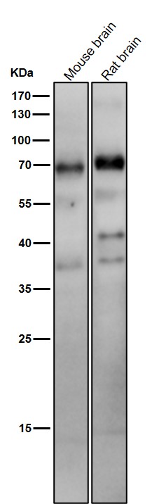 1 - Anti-Phospho-Raf1 (S621) Rabbit Monoclonal Antibody ABO13148