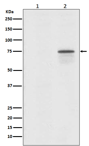 1 - Anti-Phospho-Raf1 (S259) Rabbit Monoclonal Antibody ABO13149