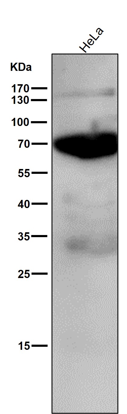 1 - Anti-Phospho-Raf1 (S259) Rabbit Monoclonal Antibody ABO13149