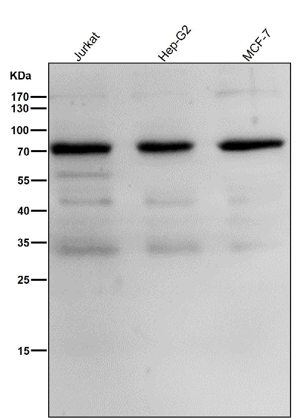 1 - Anti-Phospho-Raf1 (S259) Rabbit Monoclonal Antibody ABO13149