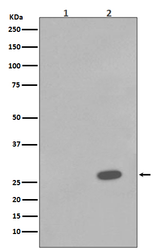 1 - Anti-Phospho-Hsp27 (S78) HSPB1 Rabbit Monoclonal Antibody ABO13150