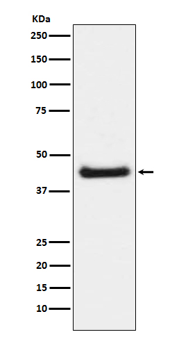 1 - Anti-Phospho-c-Jun (S63) Rabbit Monoclonal Antibody ABO13152