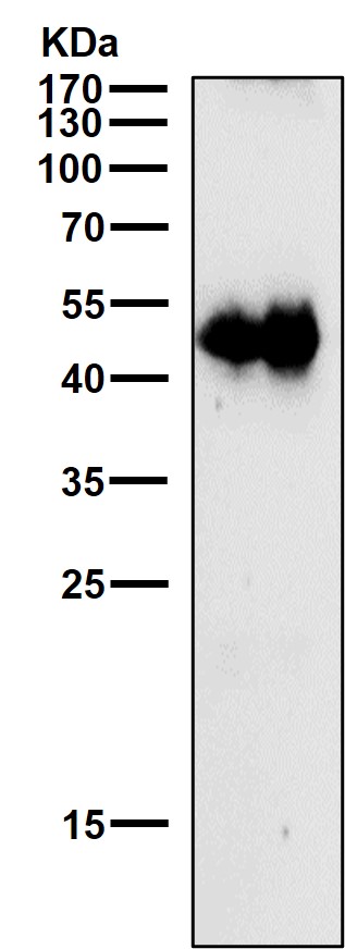1 - Anti-Phospho-c-Jun (S63) Rabbit Monoclonal Antibody ABO13152