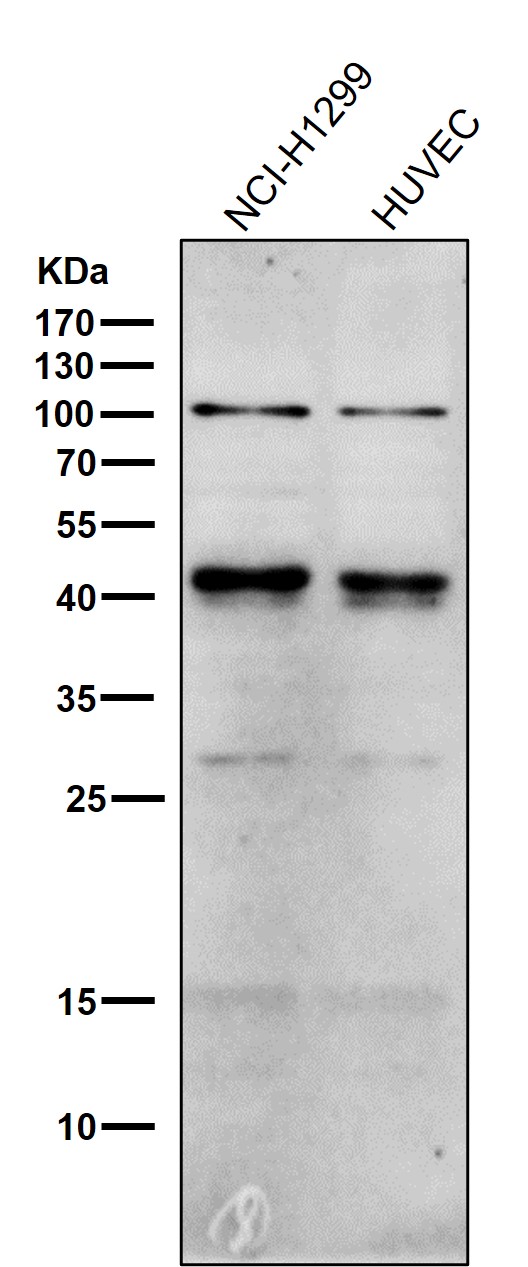 1 - Anti-Phospho-c-Jun (S63) Rabbit Monoclonal Antibody ABO13152