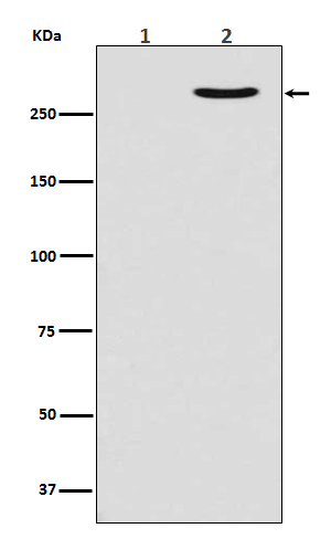 1 - Anti-Phospho-POLR2A (S2) Rabbit Monoclonal Antibody ABO13153
