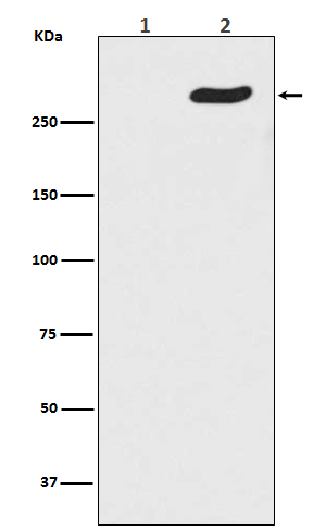 1 - Anti-Phospho-POLR2A (S5) Rabbit Monoclonal Antibody ABO13154