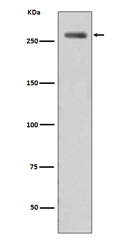 1 - Anti-Phospho-LRRK2 (S935) Rabbit Monoclonal Antibody ABO13158