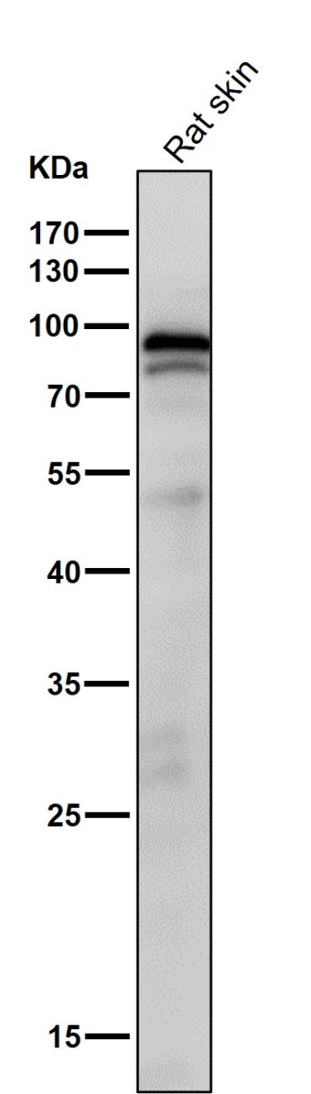 1 - Anti-Phospho-STAT3 (S727) Rabbit Monoclonal Antibody ABO13159