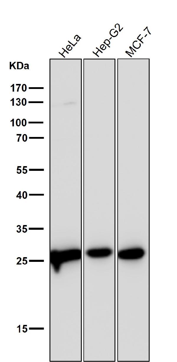 1 - Anti-Phospho-eIF4E (S209) Rabbit Monoclonal Antibody ABO13160