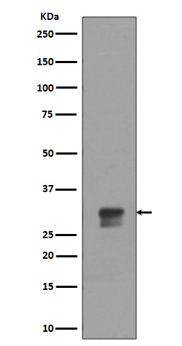 1 - Anti-Phospho-Cdk1/2 (T14) Rabbit Monoclonal Antibody ABO13161
