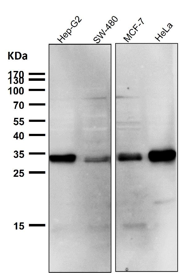 1 - Anti-Phospho-Cdk1/2 (T14) Rabbit Monoclonal Antibody ABO13161
