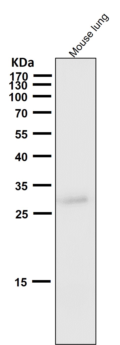 1 - Anti-Phospho-Cdk1/2 (T14) Rabbit Monoclonal Antibody ABO13161
