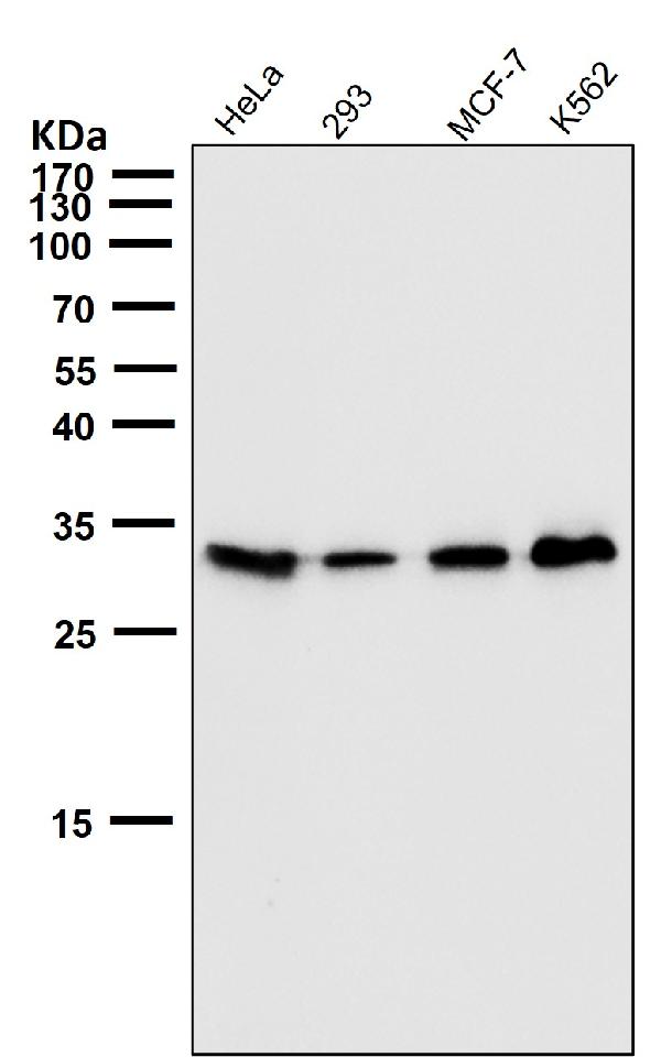 1 - Anti-Phospho-Cdk1/2 (T14) Rabbit Monoclonal Antibody ABO13161