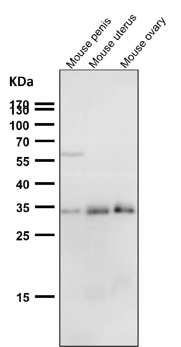 1 - Anti-Phospho-Cdk1/2 (T14) Rabbit Monoclonal Antibody ABO13161