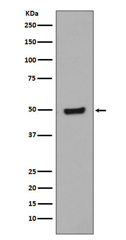 1 - Anti-Phospho-GATA3 (S308) Rabbit Monoclonal Antibody ABO13162